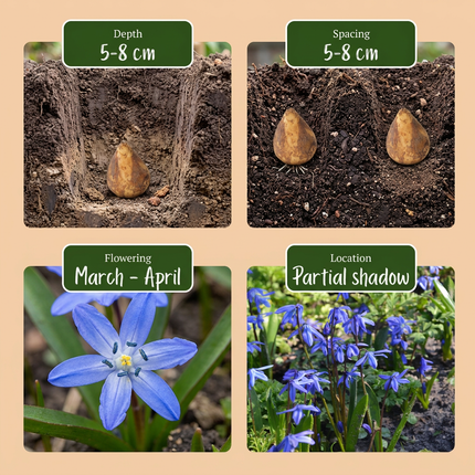 100x Scilla Siberica - Bloembollen - Siberische sterhyacint - Blauw - Verwilderingsbol - Bolmaat 7/8