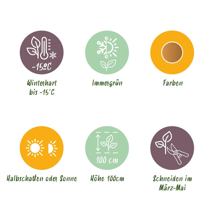 Nandina Tricolour - Geel & Rood & Oranje - 3 Planten - Groenblijvend - Weinig Onderhoud - Pot 17cm Hoogte 45cm