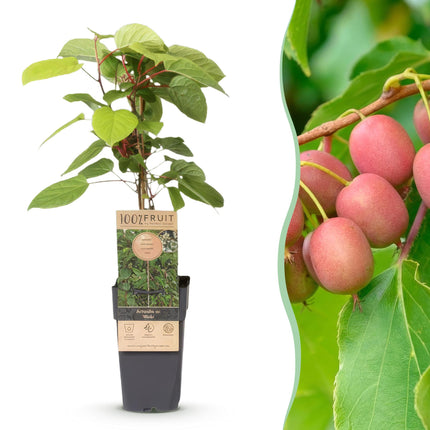 Actinidia arguta Weiki - Kiwiplant - Mannelijk - Rode - Paarse Vruchtjes - ↕50cm - Ø15cm