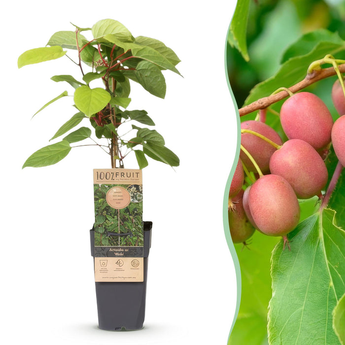 Actinidia arguta Weiki - Kiwiplant - Mannelijk - Rode - Paarse Vruchtjes - ↕50cm - Ø15cm