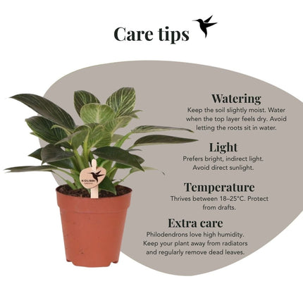 Philodendron White Measure - Kolibri Greens - Ø9cm