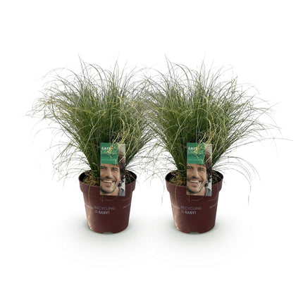 Carex comans Frosted Curls - Groen - Zegge - ↕50cm - Ø17cm - 2x