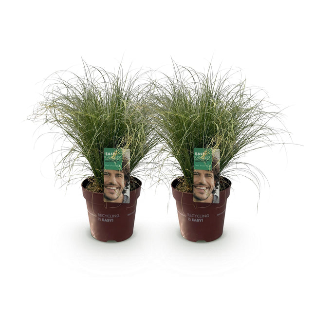 Carex comans Frosted Curls - Groen - Zegge - ↕50cm - Ø17cm - 2x