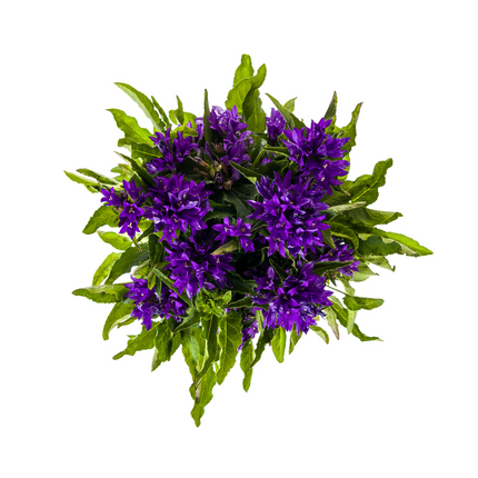 Campanula Glomerata Genti Blue - ↕30-40cm - Ø19cm