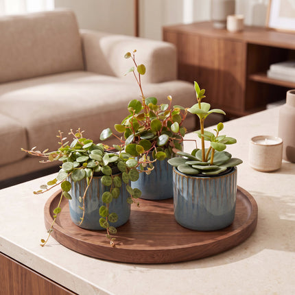 Baby Peperomia Mix 3x - Groen - Rood - Tropisch - incl. Linnea Misty Blue - Ø6cm - ↕5-15cm