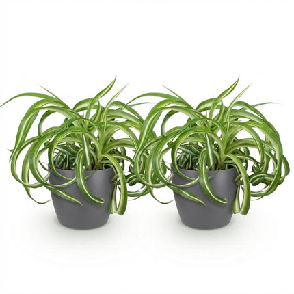 Chlorophytum comosum Bonnie - Curly Spider Plant - with grey plant pots - ↕20cm - Ø12cm - 2x