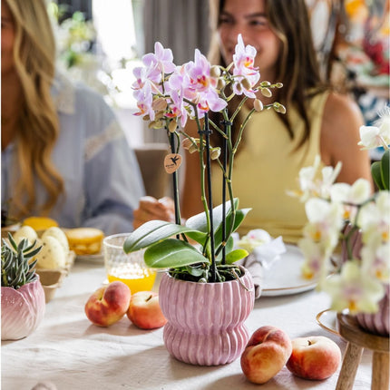 Kolibri Orchids | Gift Set Horizon Roze - Roze Phalaenopsis Orchidee Mineral Antwerpen & Succulenten