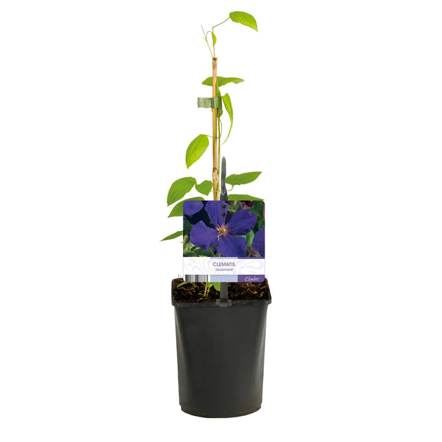 Clematis Jackmanii - Clematide - Fiore blu - ↕40cm - Ø11cm - 2x