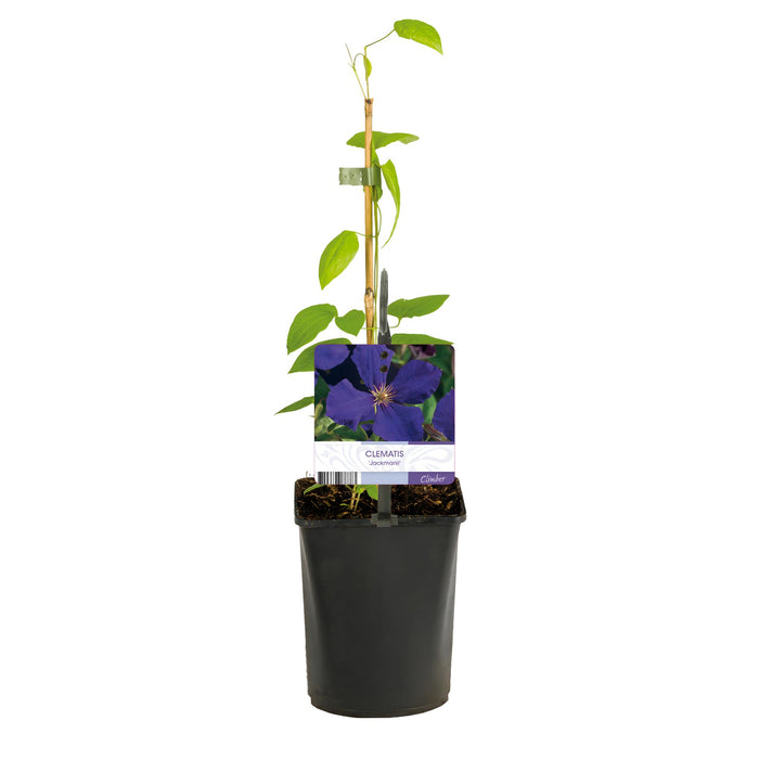 Clematis Jackmanii - Bosrank - Bloem Blauw - ↕40cm - Ø11cm - 2x