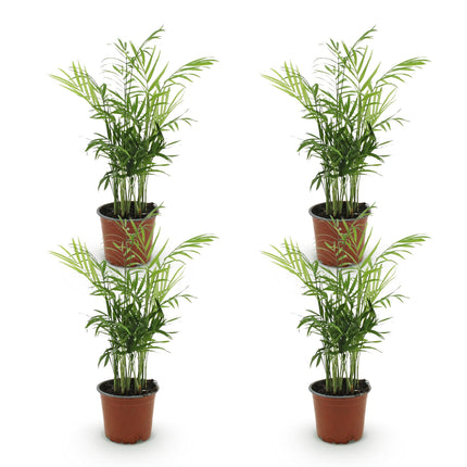 Chamaedorea Elegans - Palmier doré - ↕35-40 cm - Ø12 cm - 4x