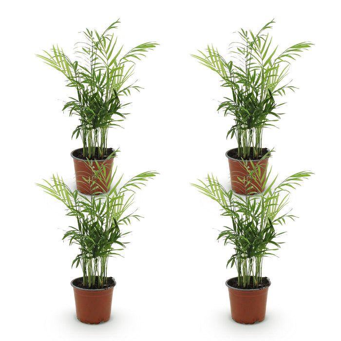 Chamaedorea Elegans - Palma dorada - ↕35-40 cm - Ø12 cm - 4x