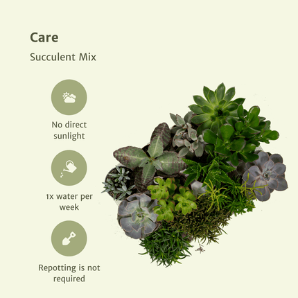 Vetplanten Mix - ↕10 cm - Ø8,5cm - 9x