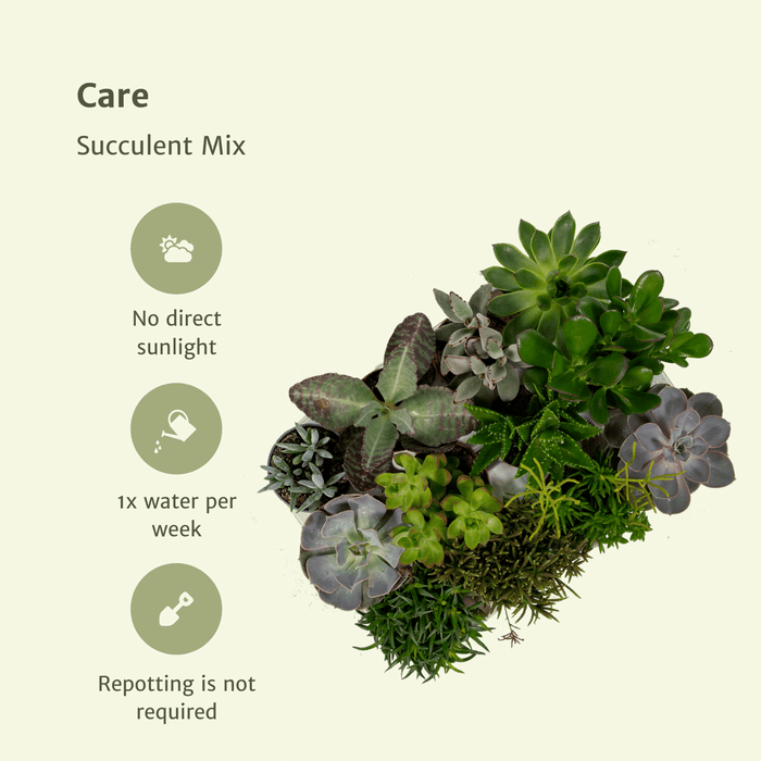 Vetplanten Mix - ↕10 cm - Ø8,5cm - 9x