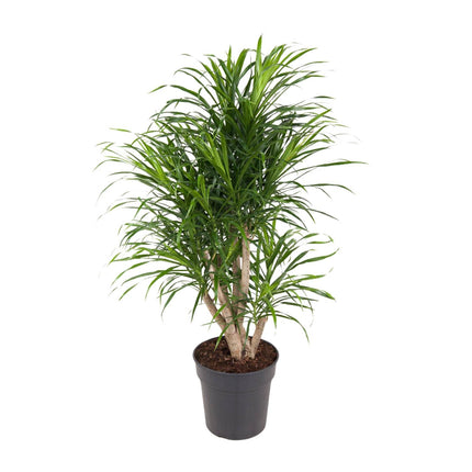 Dracaena Anita - Pianta del drago - ↕100cm - Ø24cm
