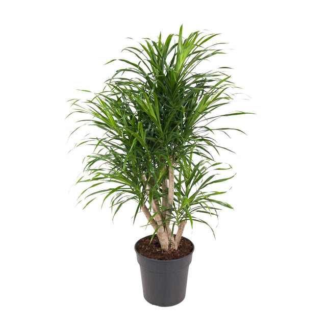 Dracaena Anita - Drakenplant - ↕100cm - Ø24cm