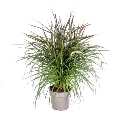 Pennisetum x Advena Chelsea - ↕70-80cm - Ø27cm