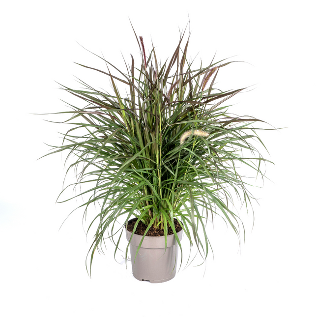 Pennisetum x Advena Chelsea - ↕70-80cm - Ø27cm