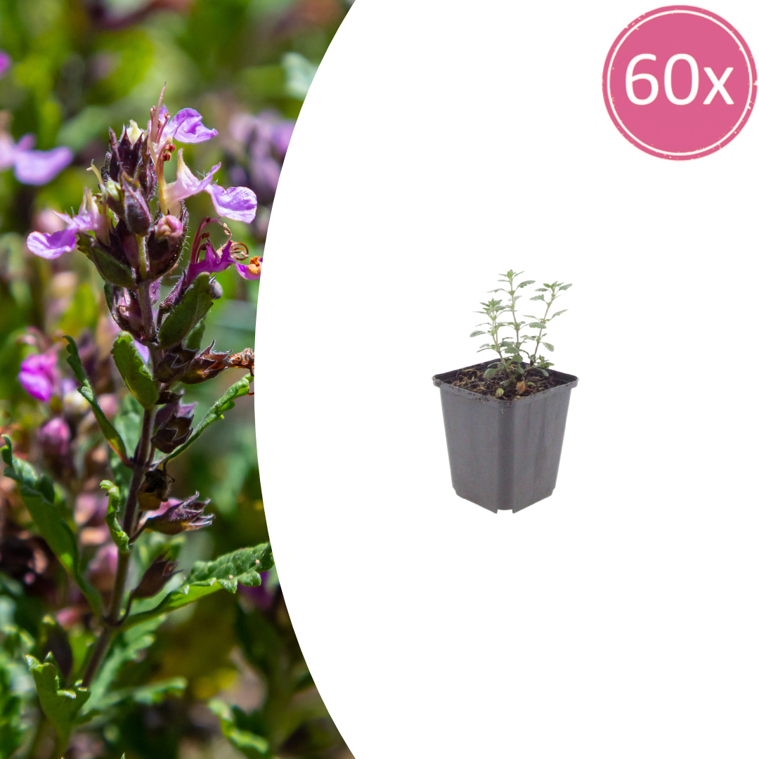 Gamander (Teucrium Lucidrys)