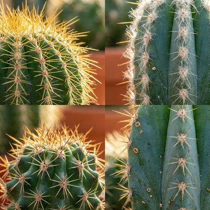 Mini-Kaktusmischung – ↕5–10 cm – Ø8,1 cm – Terrakottatöpfe – 3 Stück