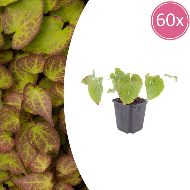 Epimedium perralchicum 'Frohnleiten' - Elfenbloem - ↕10-25cm - Ø9cm - 60x