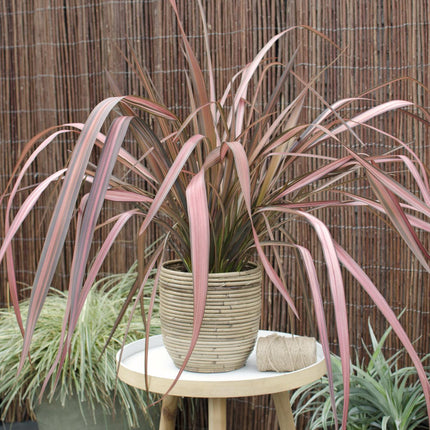 Phormium 'Flamenco Rosa' - Ø14cm - ↕50cm
