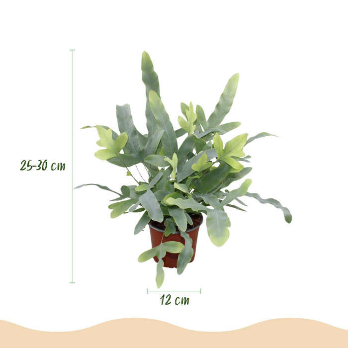 Phlebodium aureum Blue Star - Blauwe Varen - met grijze plantenpotten - ↕25cm - Ø12cm - 4x