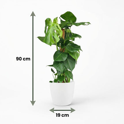 Monstera Deliciosa moss tip - roślina o wyglądzie sera szwajcarskiego - w białej doniczce - ↕90cm - Ø19cm