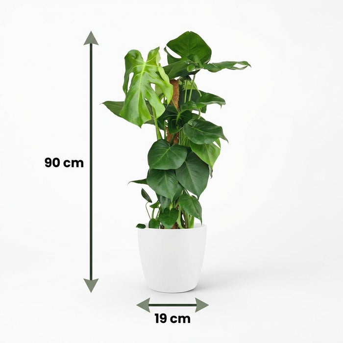 Monstera Deliciosa mosstok - Gatenplant - met witte pot - ↕90cm - Ø19cm