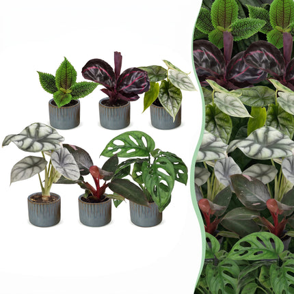 Baby Planten Jungle Mix - Diversen 6x - Tropisch - incl. Linnea Misty Blue - Ø6cm - ↕10-15cm