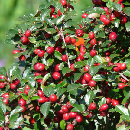 Cotoneaster dammeri 'Major' - Dwergmispel - ↕25cm - Ø9cm - 24x