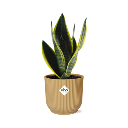 Sansevieria Futura Superba - Snake Plant - in yellow Elho Vibes Fold - ↕20-30 cm - Ø14cm