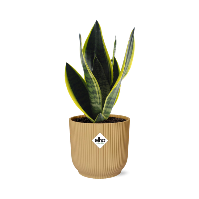 Sansevieria Futura Superba - Slangeplante - i gul Elho Vibes Fold - ↕20-30 cm - Ø14cm