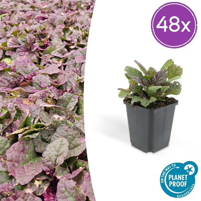 Ajuga reptans 'Burgundy Glow' - Kruipend Zenegroen - ↕10-25cm - Ø9cm - 48x