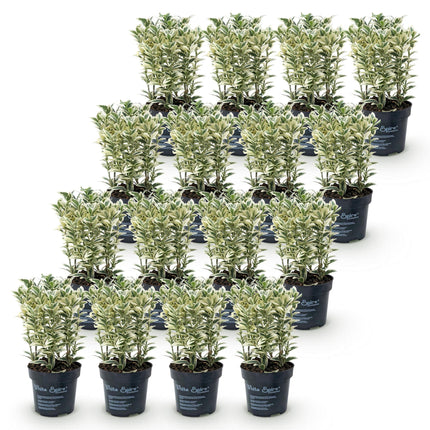 Ilex crenata Covenxa - Japanse Hulst - 16x Haagplanten - Groenblijvend - Groen - Pot 9cm - Hoogte 20-30cm