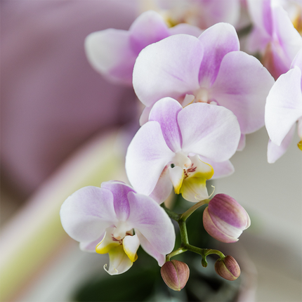 Kolibri Orchids | Orchidée rose Portugal + cache-pot Bloom – diamètre du pot Ø9cm | plante d'intérieur fleurie – fraîchement livrée par le producteur