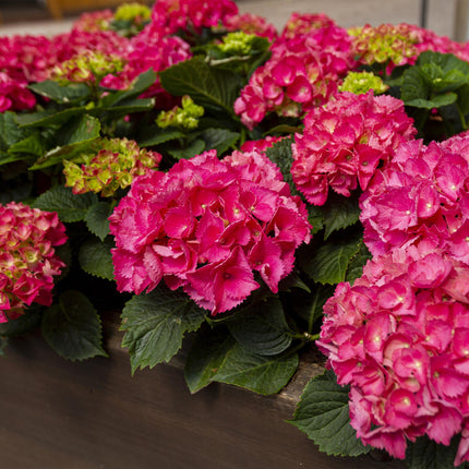Hydrangea macrophylla Rood - Hortensia - Rood - ↕20-30cm - Ø12cm - 3x