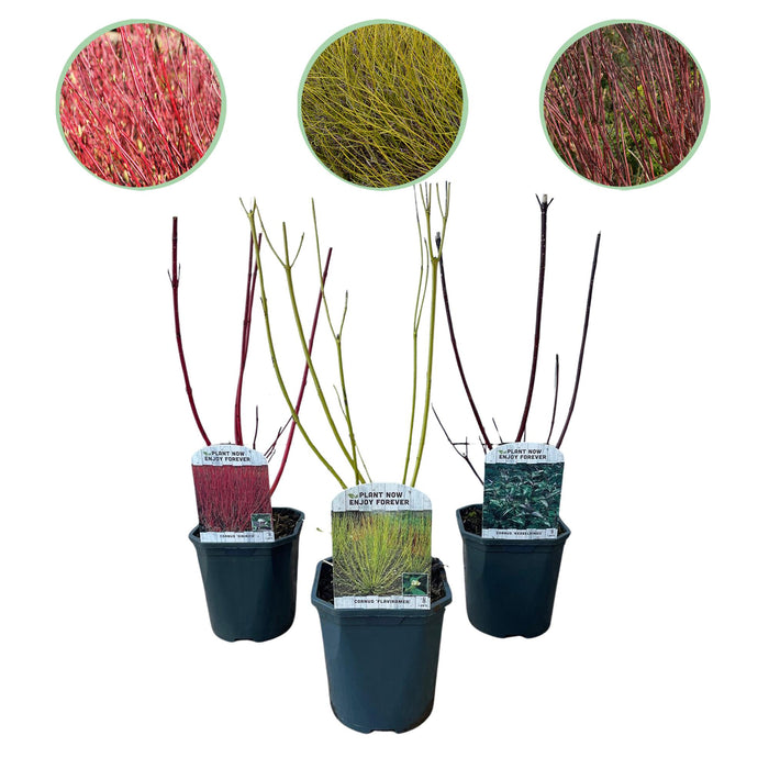 Heesters - Cornus alba Tricolour - Mix van Rode, Groene En Paarse Takken - 3 Planten - Bladverliezend - Weinig Onderhoud - Pot 17cm Hoogte 45cm