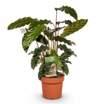 Calathea Rufibarba - Planta pavo real - ↕55-60 cm - Ø17 cm
