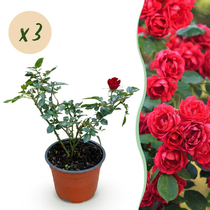 Rosa Rote The Fairy - Rosa - Resistente - Rossa - 3 Piante - Vaso da 12 cm - Altezza 20-25 cm