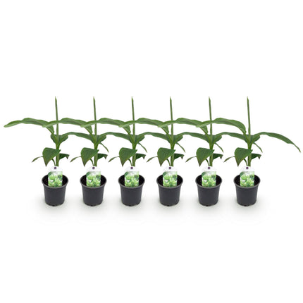 Pianta di banano - Musa Basjoo - ↕30cm - Ø12cm - 6x