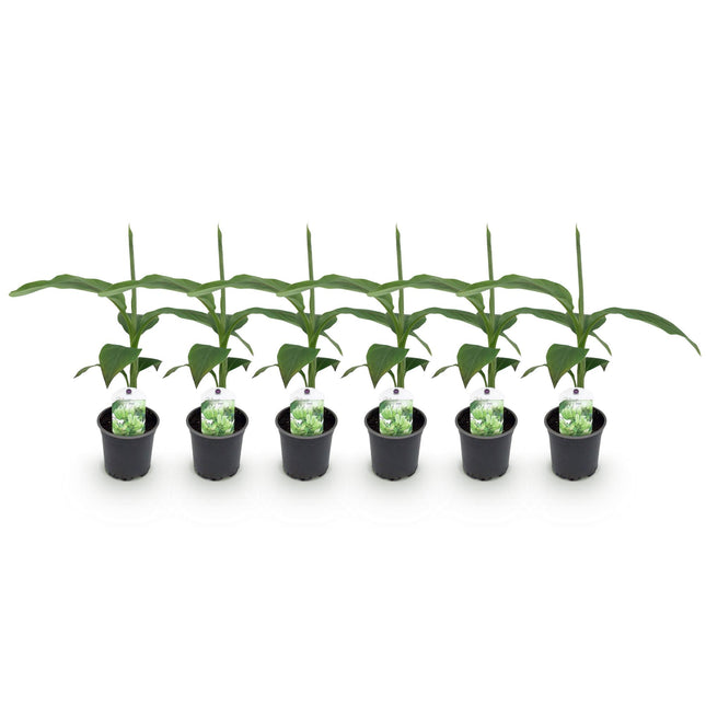 Pianta di banano - Musa Basjoo - ↕30cm - Ø12cm - 6x