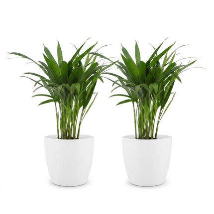 Areca Lutescens - Goudpalm - 2x - met Potter Wit - Pot 12cm - Hoogte - 45cm