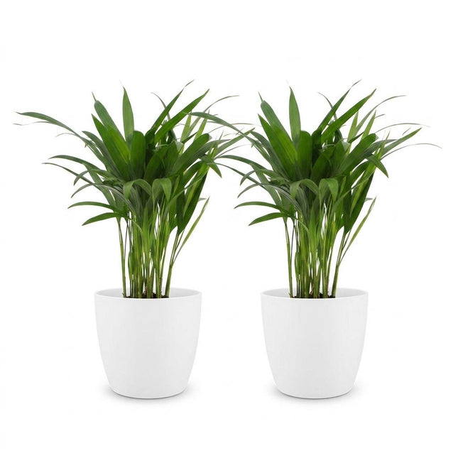Areca Lutescens - Palma Dorada - 2 unidades - con cerámica blanca - Maceta de 12 cm - Altura: 45 cm