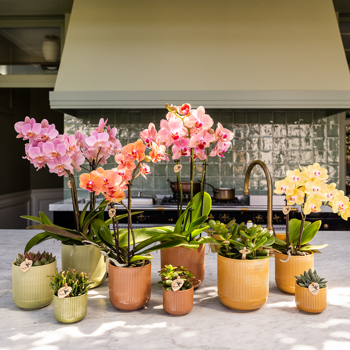 Kolibri Home | Flare sierpot - Ocher - Ø12cm