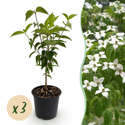 Cornus kousa chinensis - Bloem Wit - ↕35cm - Ø12cm - 3x