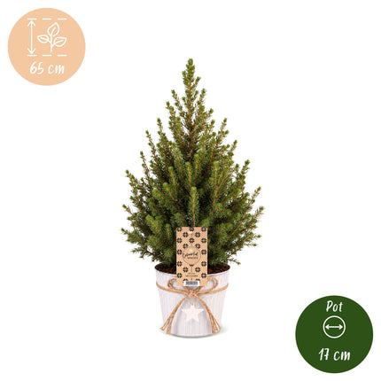Picea glauca Conica - Kegelspar - Groen - Kerstboom - incl. zinken pot - Ø17cm - ↕65cm