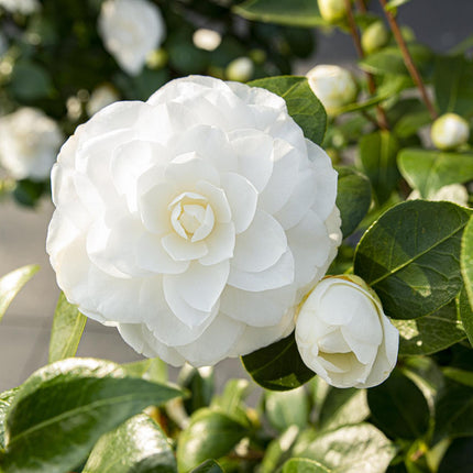 Camellia Japopnica 'Nuccio's Gem' - ↕65cm - Ø19cm