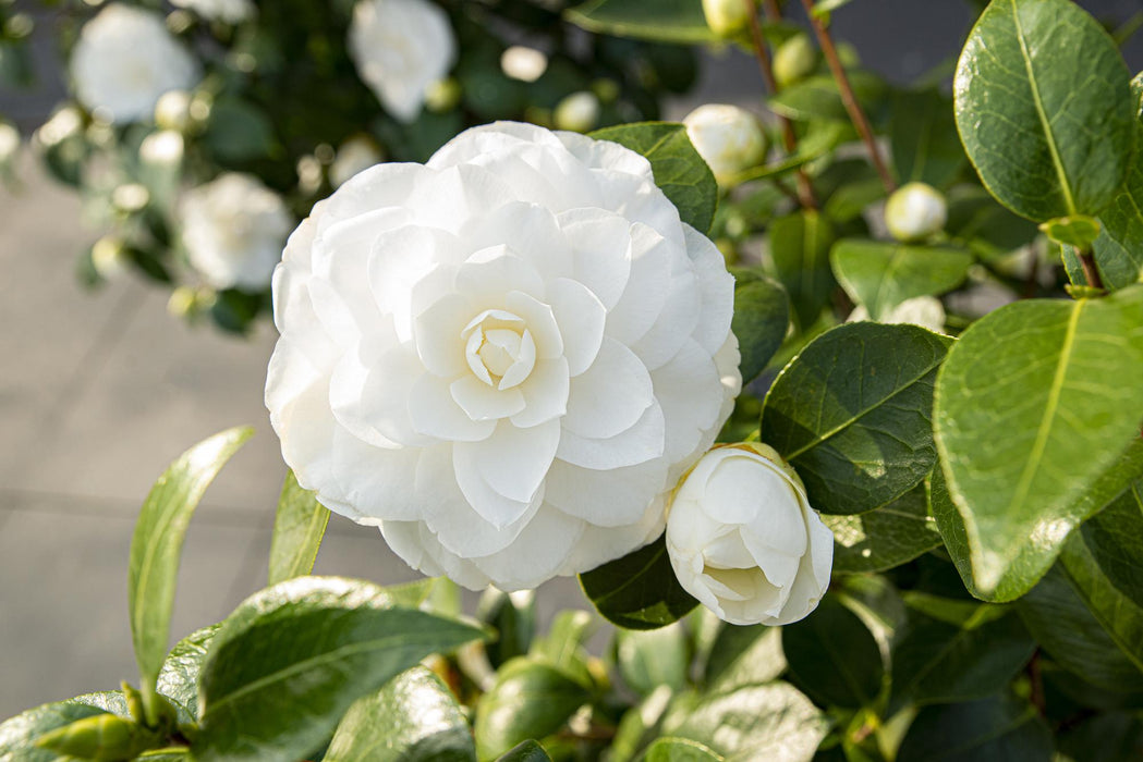Camellia Japopnica 'Nuccio's Gem' - ↕65cm - Ø19cm