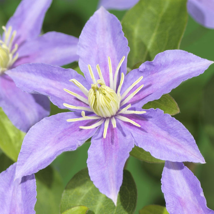 Clematis Justa - Bosrank - Bloem Licht Blauw - ↕40cm - Ø11cm - 2x