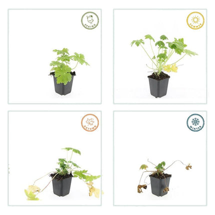 Geranium macrorrhizum 'Spessart' - ↕10-25cm - Ø9cm - 24x